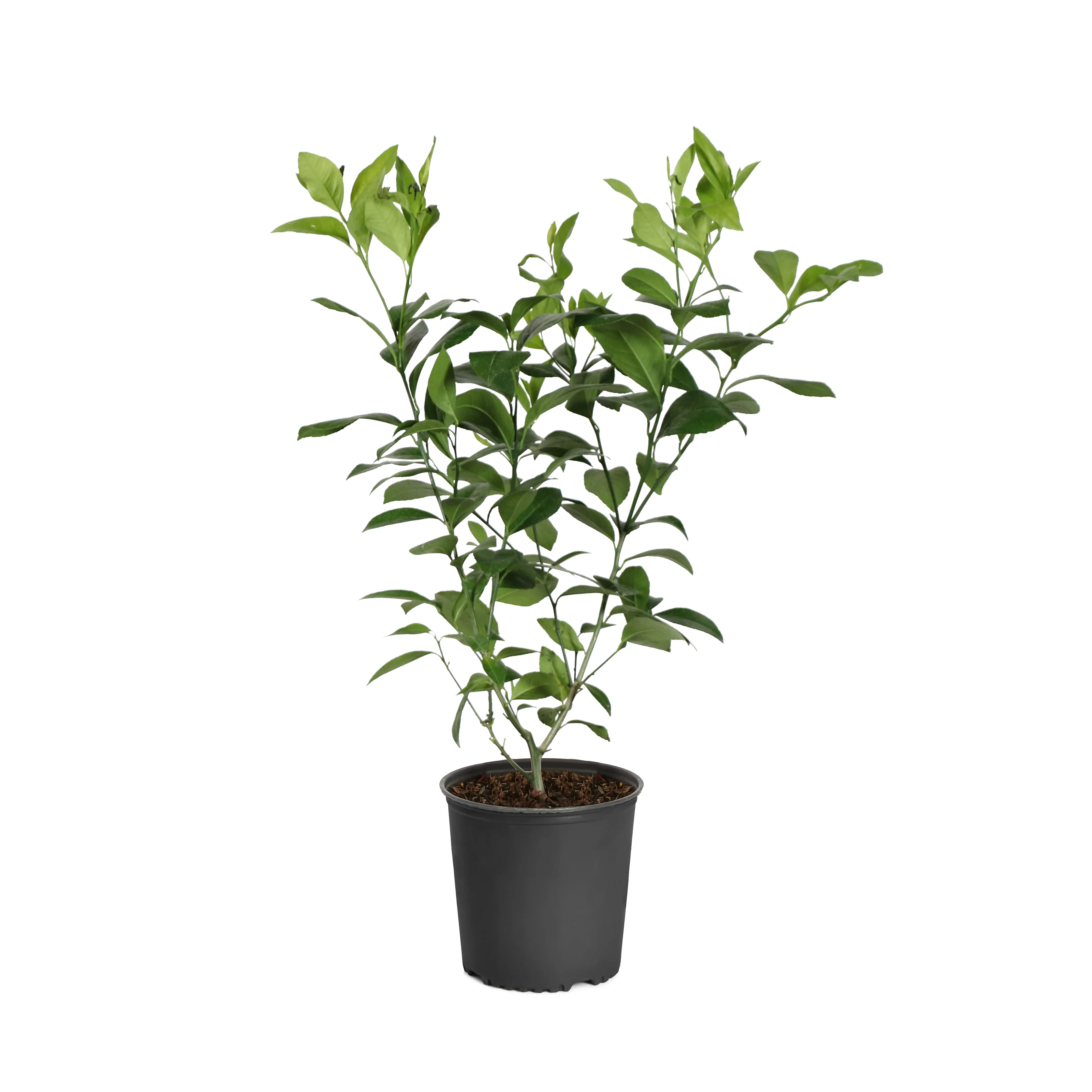 Meyer Lemon Tree - Image 5