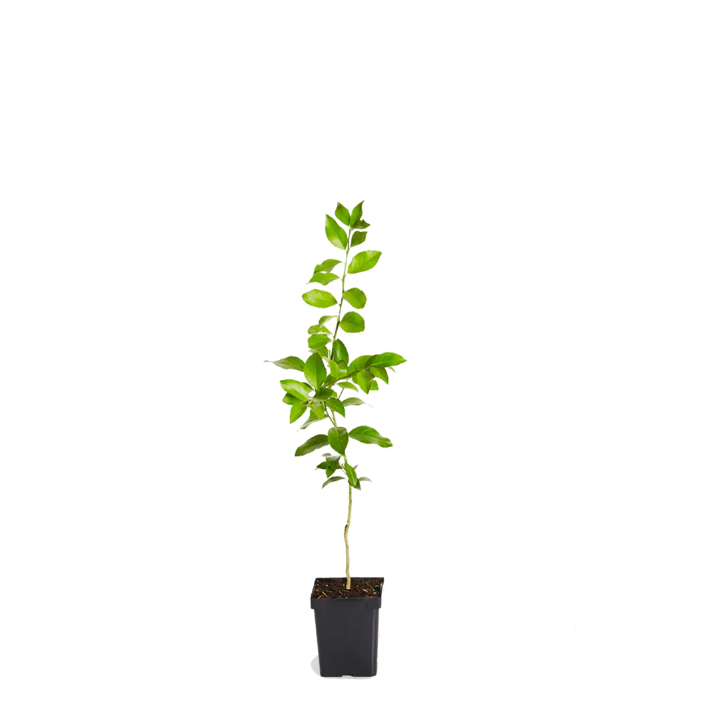 Meyer Lemon Tree - Image 6