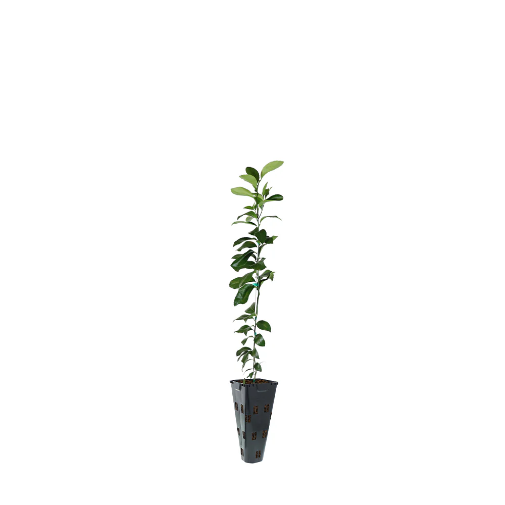 Meyer Lemon Tree - Image 7