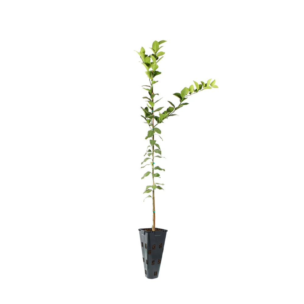 Meyer Lemon Tree - Image 8