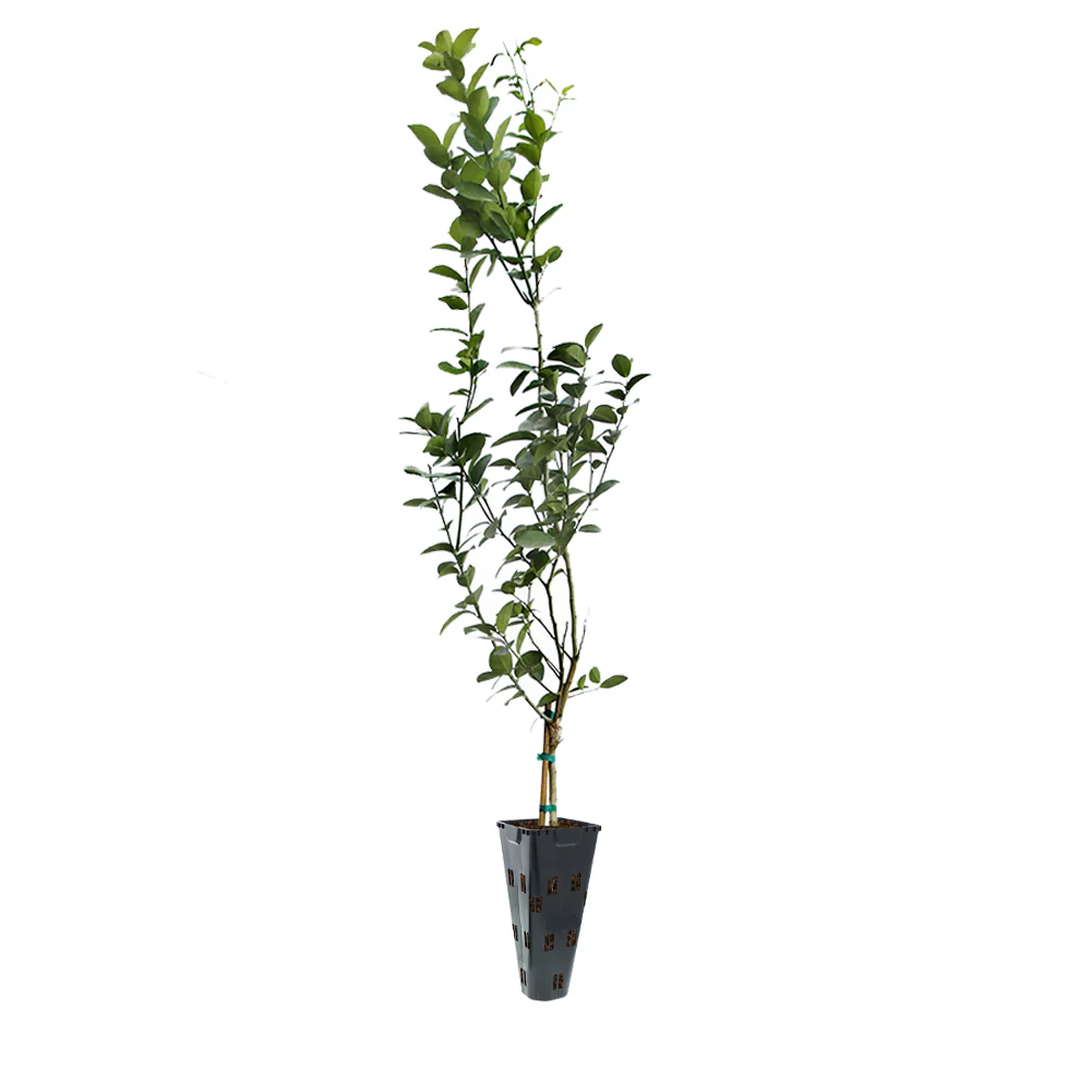 Meyer Lemon Tree - Image 9