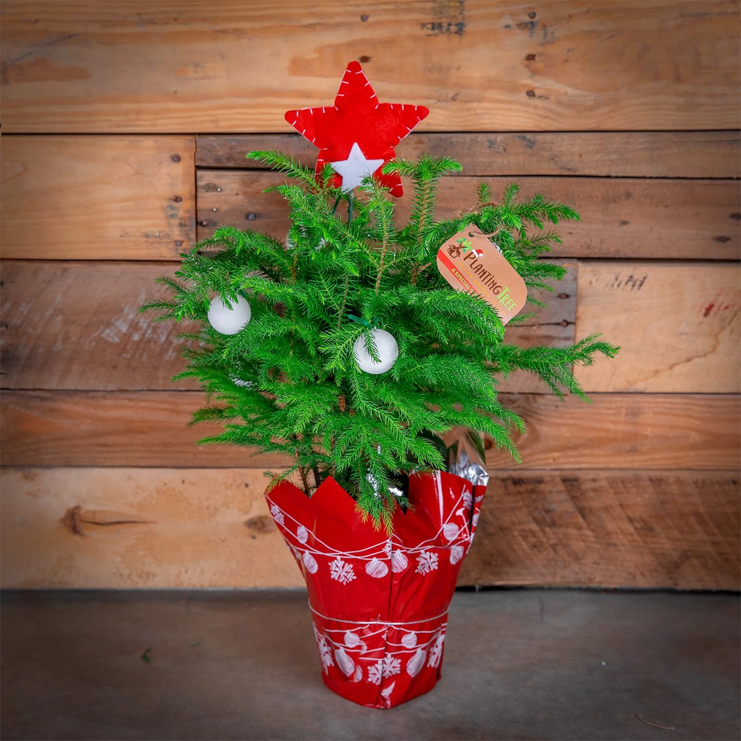 Mini Christmas Tree - Norfolk Island Pine