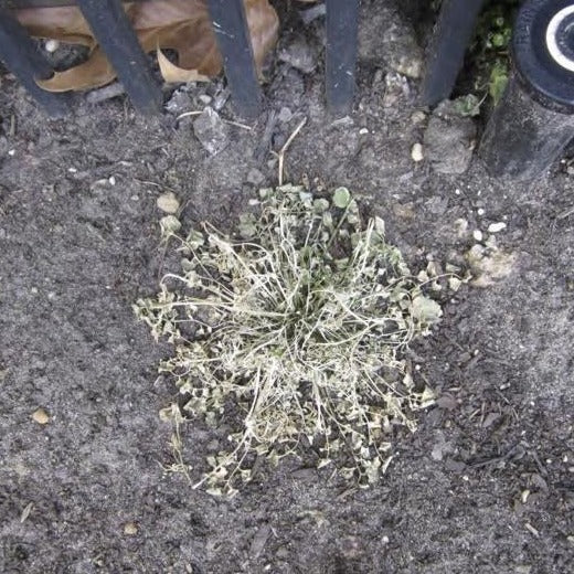 Mirimichi Green Pro Organic Weed Killer - Image 3