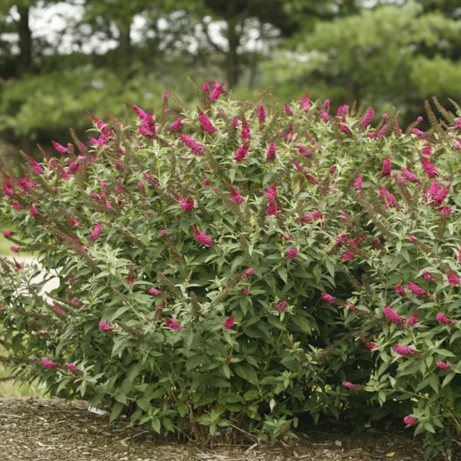 Miss Molly Butterfly Bush - Image 2