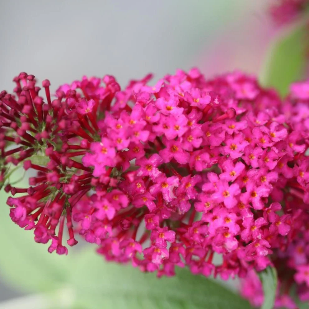 Miss Molly Butterfly Bush - Image 3