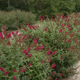 Miss Molly Butterfly Bush - Image 4