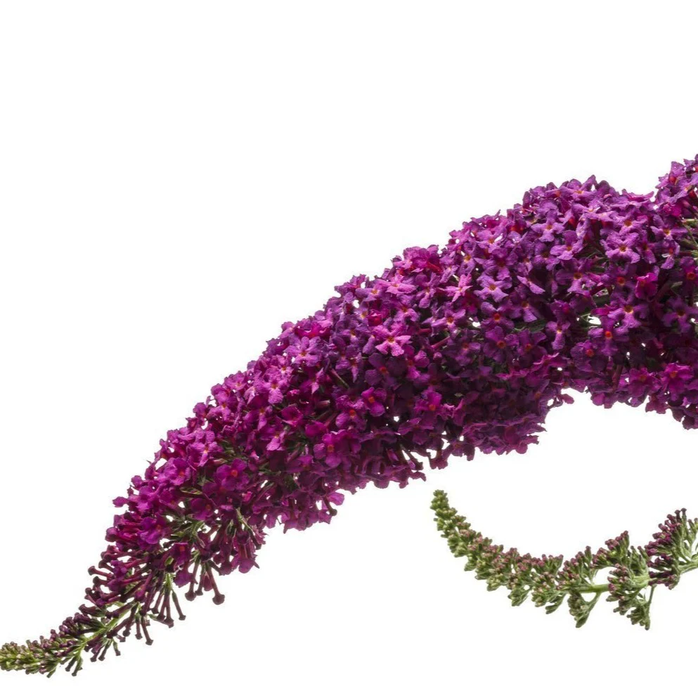 Miss Molly Butterfly Bush - Image 5