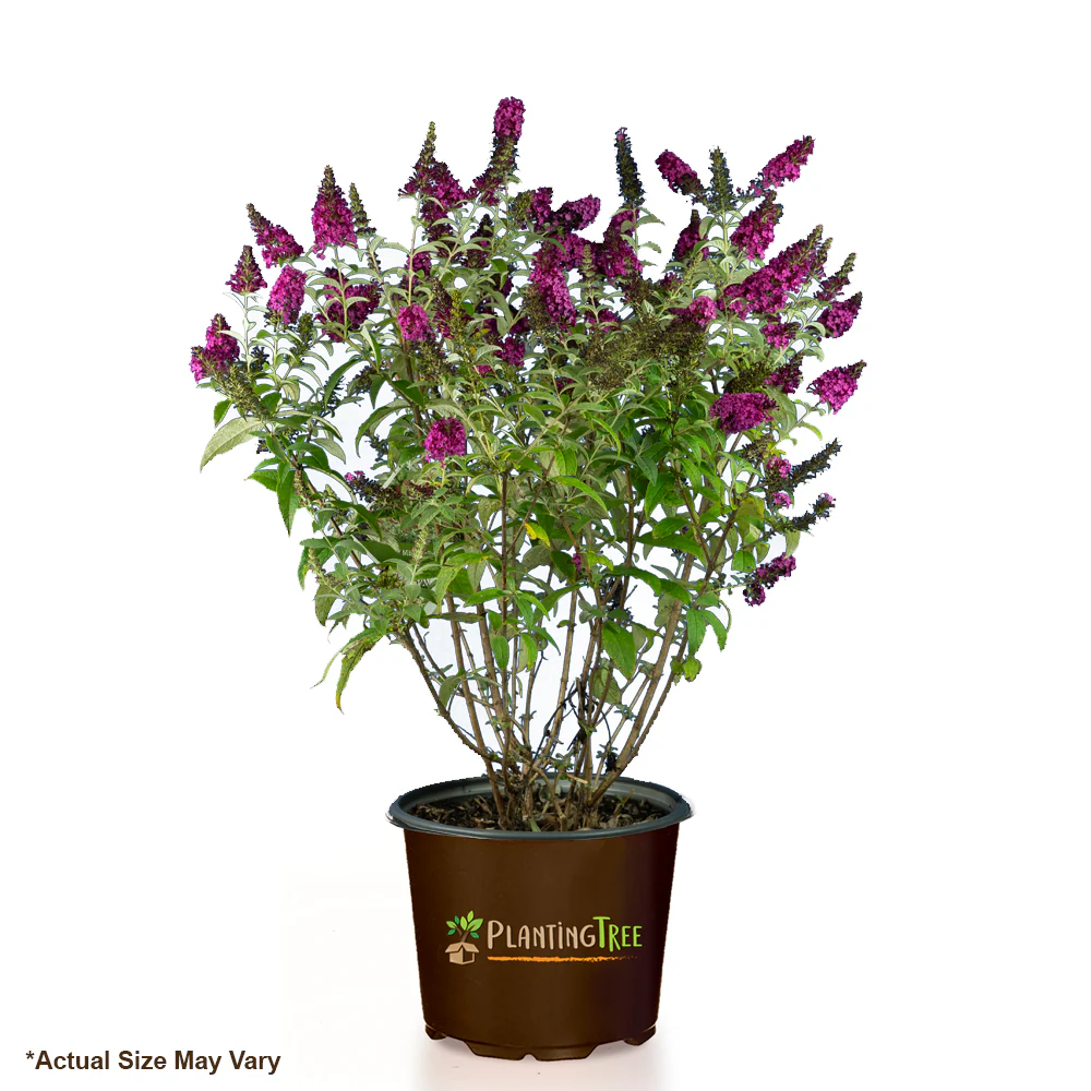 Miss Molly Butterfly Bush - Image 7