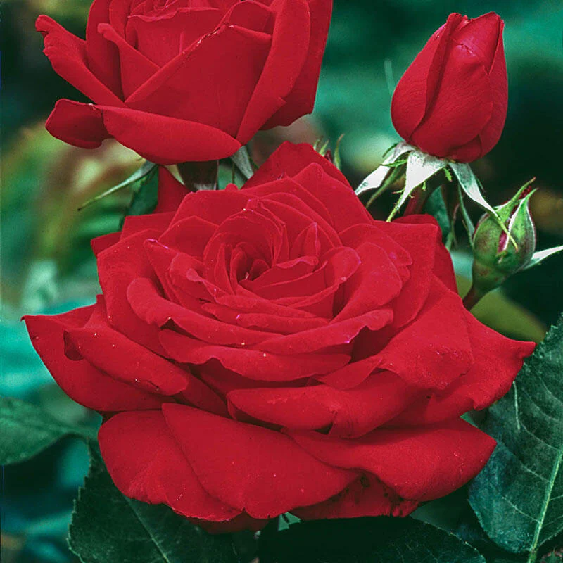 Mister Lincoln Rose Tree - Image 2