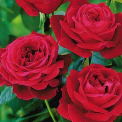 Mister Lincoln Rose Tree - Image 3