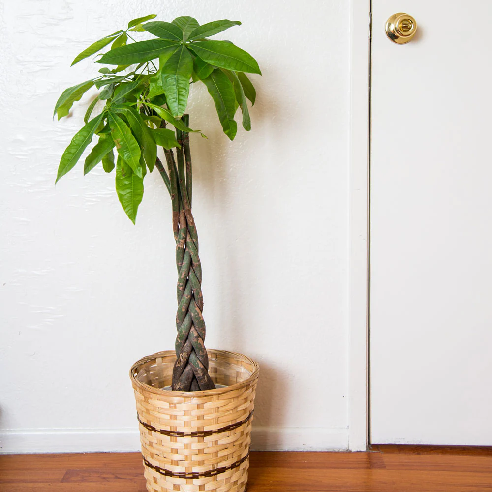 Money Tree - Image 2