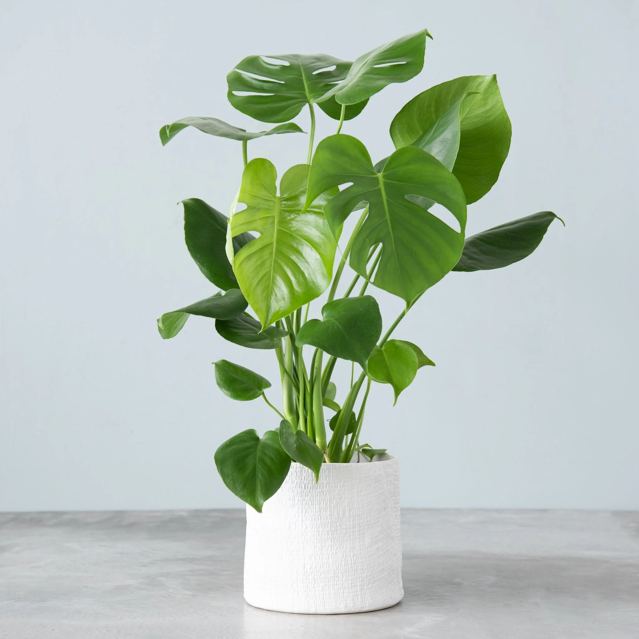 Monstera Deliciosa Plant - Image 2
