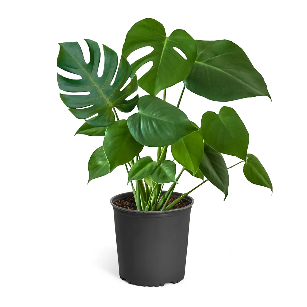 Monstera Deliciosa Plant - Image 3