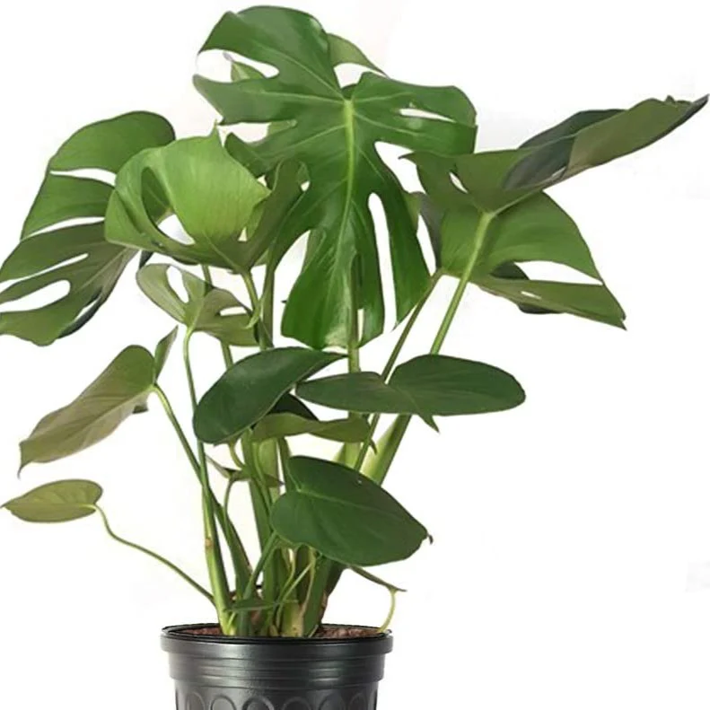 Monstera Deliciosa Plant - Image 4