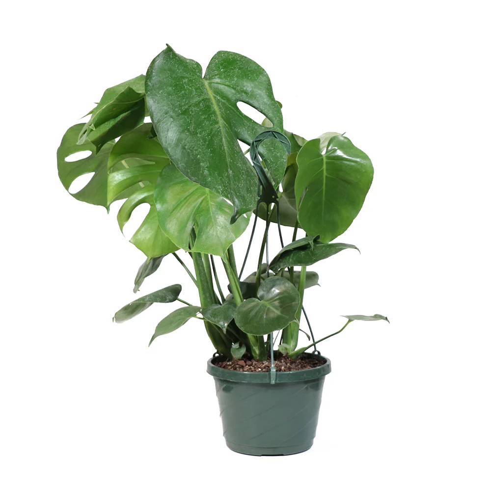 Monstera Deliciosa Plant - Image 5