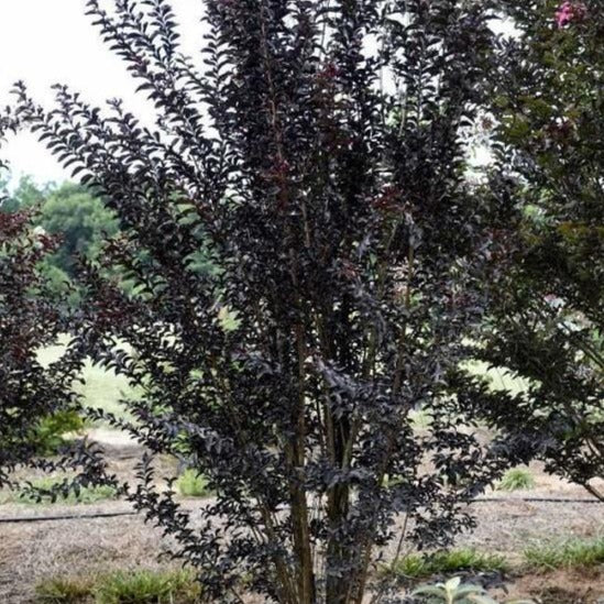 First Editions® Moonlight Magic™ Crapemyrtle - Image 3