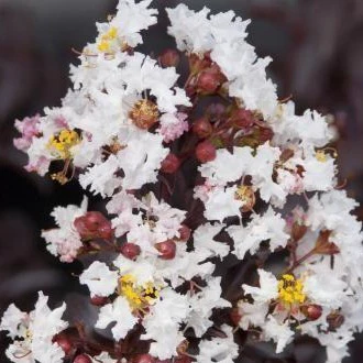 First Editions® Moonlight Magic™ Crapemyrtle - Image 4