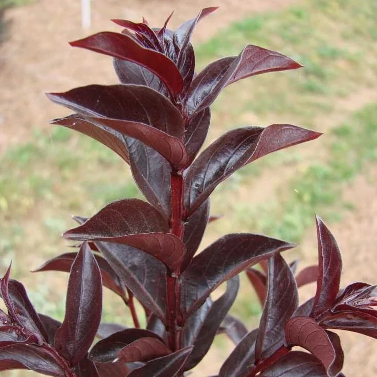 First Editions® Moonlight Magic™ Crapemyrtle - Image 5