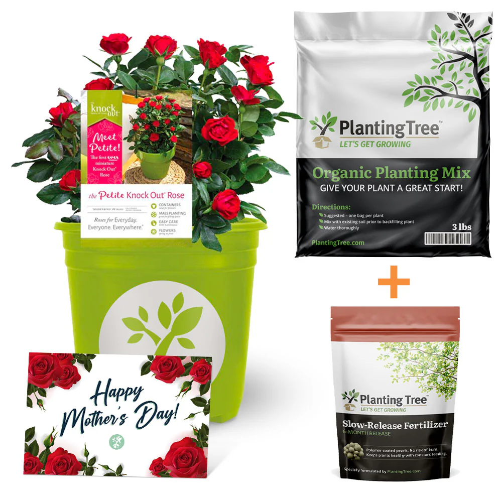 Mother's Day Gift Kit