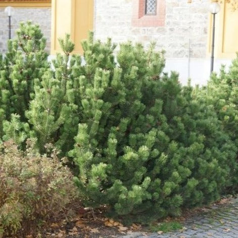 Mugo Pine - Image 2