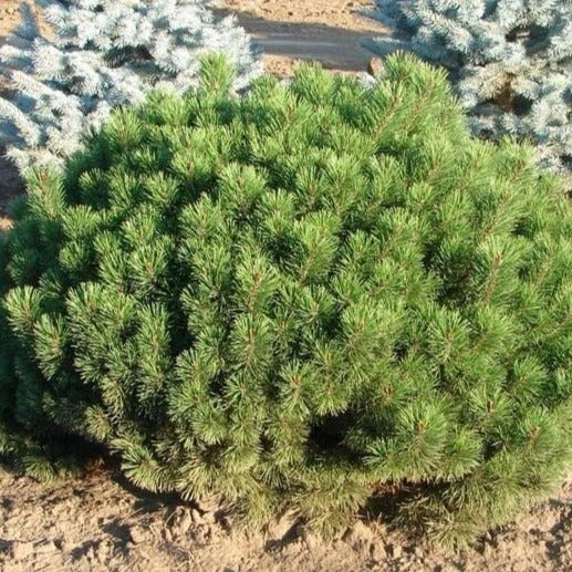 Mugo Pine - Image 3