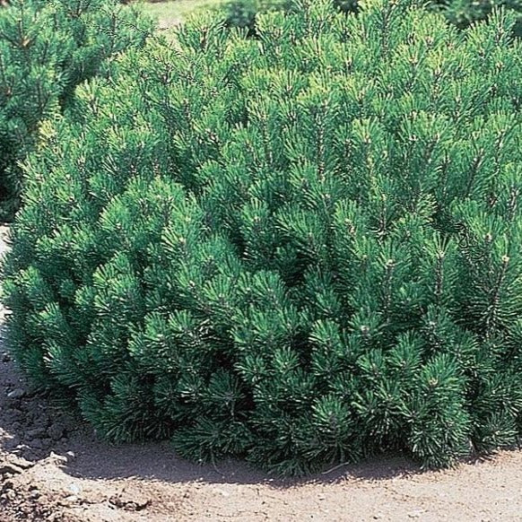 Mugo Pine - Image 4