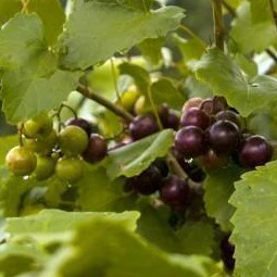 Muscadine Grape Vine - Image 3