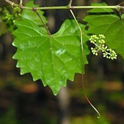 Muscadine Grape Vine - Image 4