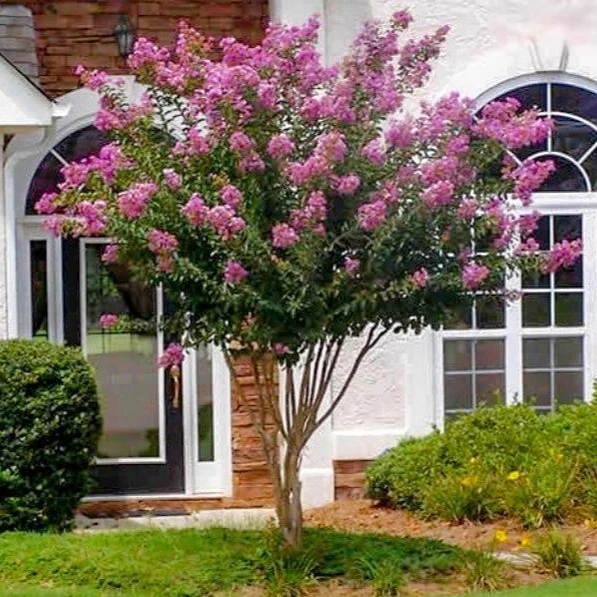 Muskogee Crape Myrtle - Image 3