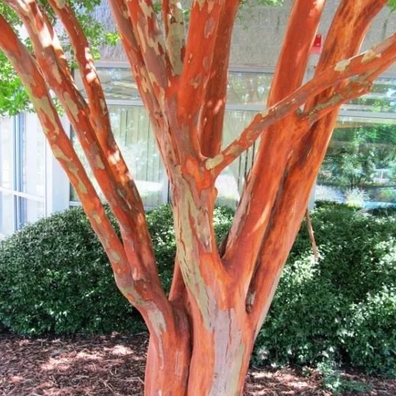 Natchez Crape Myrtle - Image 3