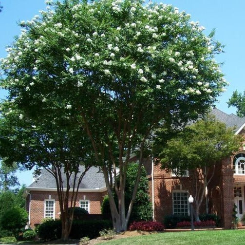 Natchez Crape Myrtle - Image 4