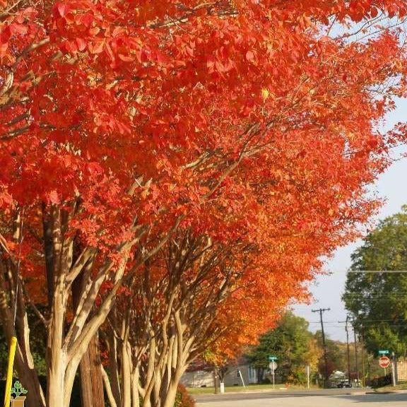 Natchez Crape Myrtle - Image 5