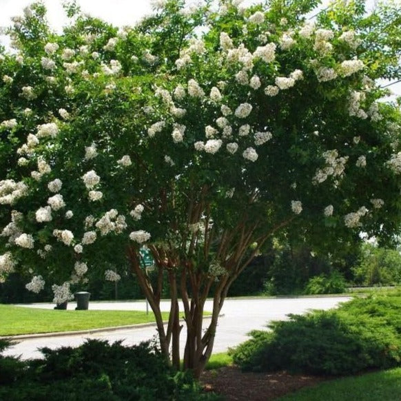 Natchez Crape Myrtle - Image 6