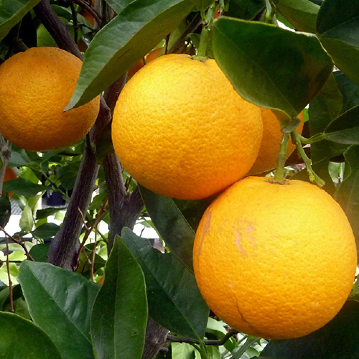 Navel Orange Tree - Image 2