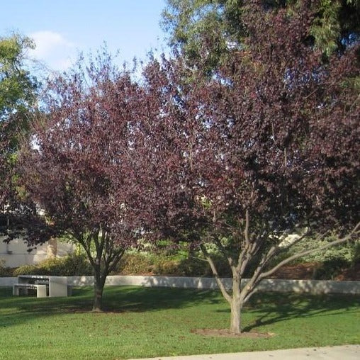 Newport Flowering Plum Tree - Image 3