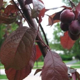 Newport Flowering Plum Tree - Image 4