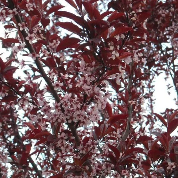 Newport Flowering Plum Tree - Image 5