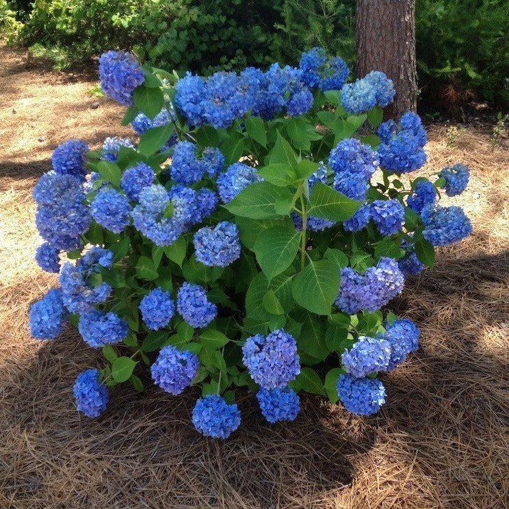 Nikko Blue Hydrangea - Image 2