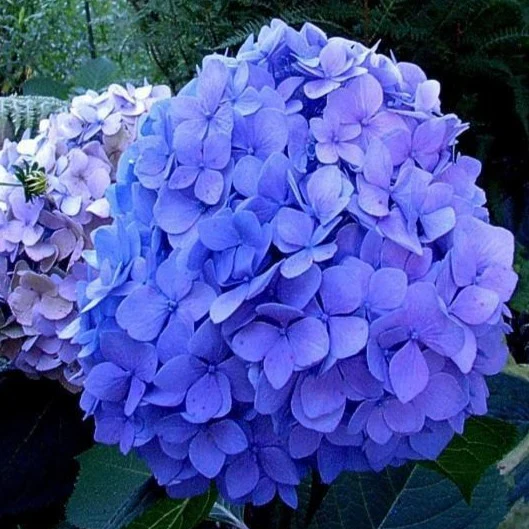 Nikko Blue Hydrangea - Image 3