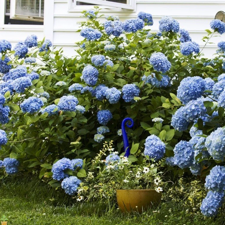 Nikko Blue Hydrangea - Image 4