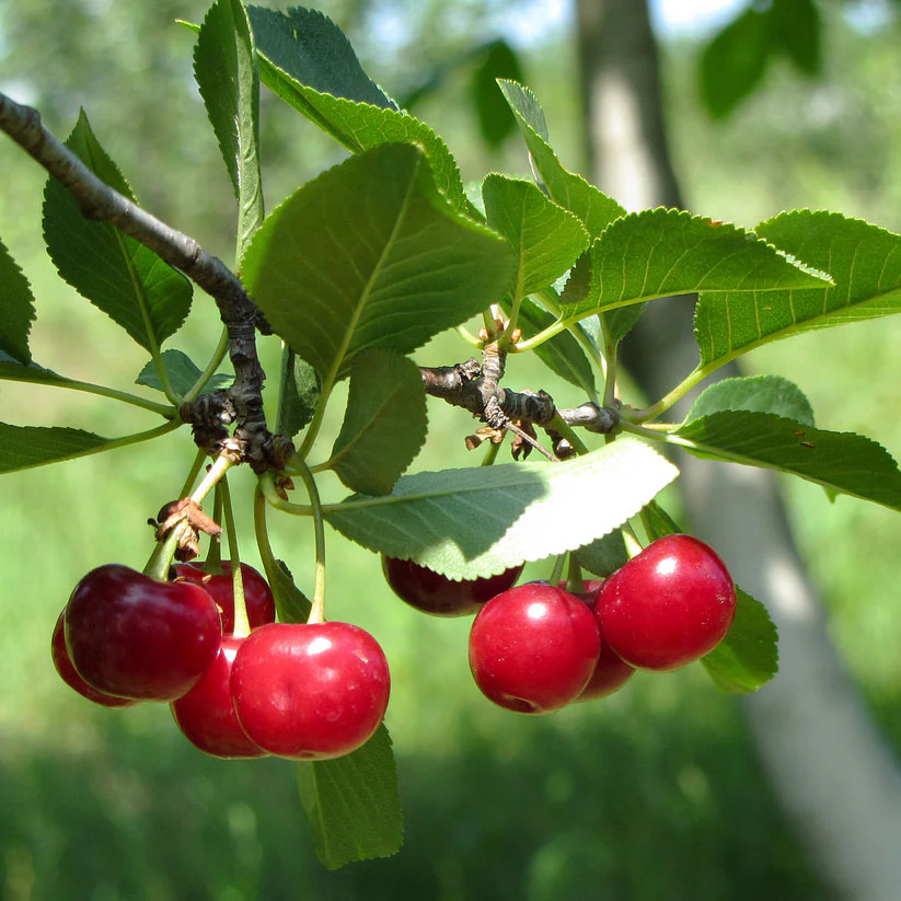 North Star Cherry Tree