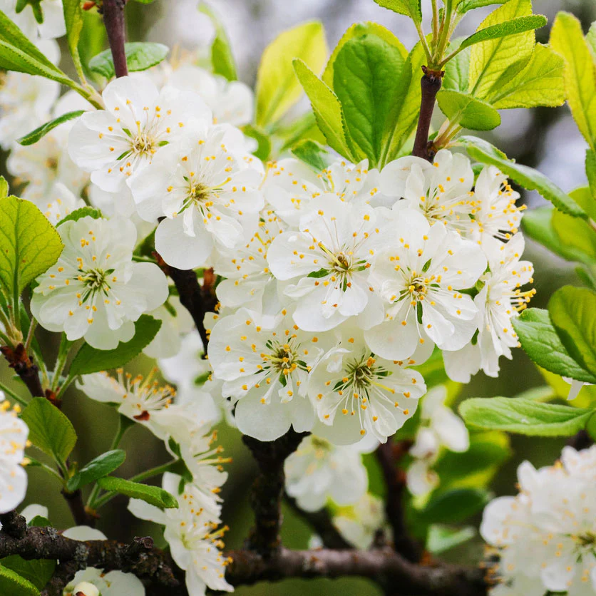 North Star Cherry Tree - Image 3