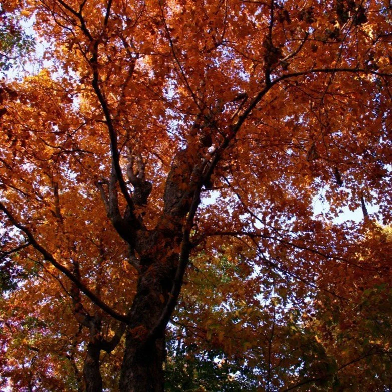 Northern Red Oak - Image 2
