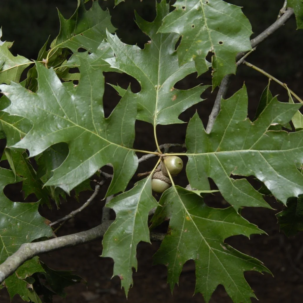 Northern Red Oak - Image 3