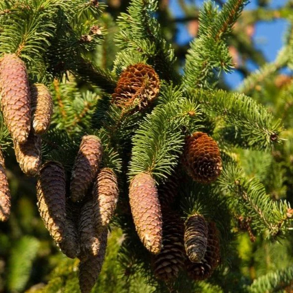 Norway Spruce - Image 3