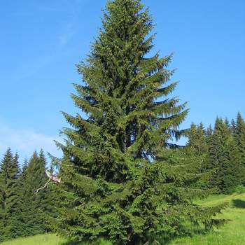 Norway Spruce - Image 4
