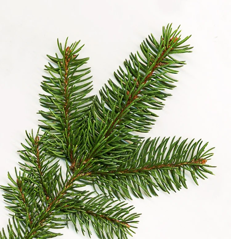 Norway Spruce - Image 5
