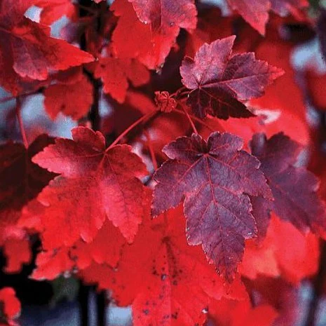 October Glory Maple - Image 3