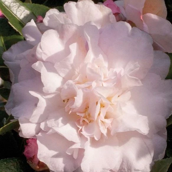 October Magic Dawn Camellia