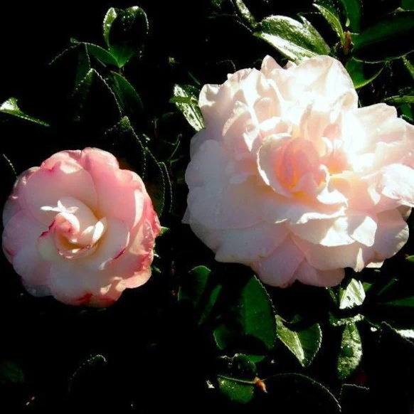 October Magic Dawn Camellia - Image 2